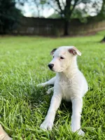Koda, a female German Shepherd Dog and Great Pyrenees for sale in Anderson, SC – Photo 6 of 6