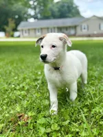 Koda, a female German Shepherd Dog and Great Pyrenees for sale in Anderson, SC – Photo 1 of 6