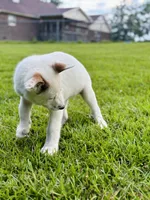 Koda, a female German Shepherd Dog and Great Pyrenees for sale in Anderson, SC – Photo 2 of 6