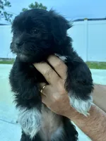 Luna , a female Havanese and Shih Tzu for sale in Deltona, FL – 2 of 3