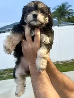 Lara, a female Havanese and Shih Tzu for sale in Deltona, FL – 2 of 2