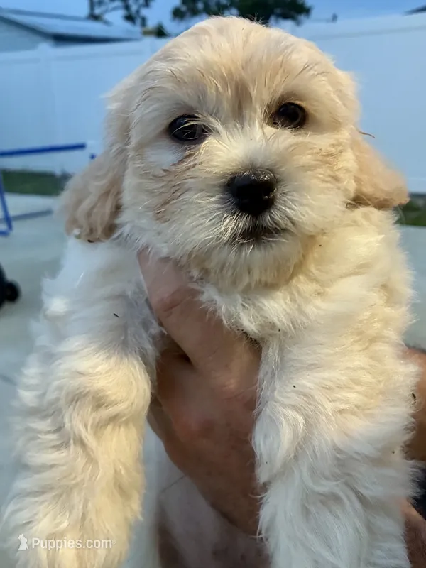 Cream – Havanese, Shih Tzu puppy for sale in Deltona, FL