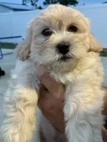 Cream, a female Havanese and Shih Tzu for sale in Deltona, FL – 1 of 1
