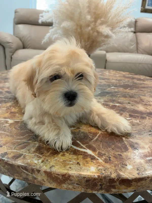 Rubi  – Havanese, Shih Tzu puppy for sale in Deltona, FL