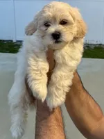 Cream , a female Havanese and Shih Tzu for sale in Deltona, FL – 2 of 2