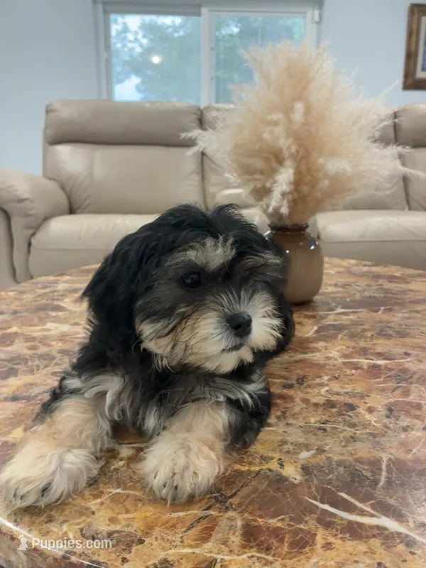 Lara – Havanese, Shih Tzu puppy for sale in Deltona, FL