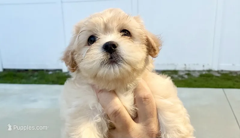 Rubi  – Havanese, Shih Tzu puppy for sale in Deltona, FL