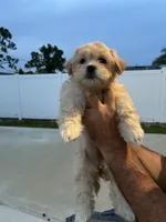Rubi , a female Havanese and Shih Tzu for sale in Deltona, FL – 3 of 3