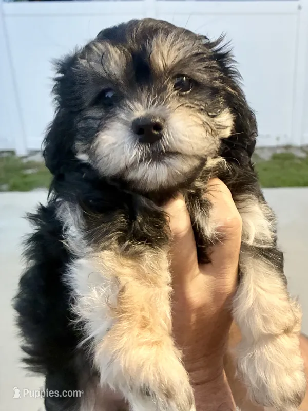 Lara – Havanese, Shih Tzu puppy for sale in Deltona, FL