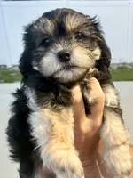 Lara, a female Havanese and Shih Tzu for sale in Deltona, FL – 1 of 2
