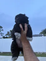 Luna , a female Havanese and Shih Tzu for sale in Deltona, FL – 3 of 3