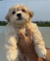 Rubi , a female Havanese and Shih Tzu for sale in Deltona, FL – 2 of 3