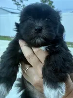 Luna , a female Havanese and Shih Tzu for sale in Deltona, FL – 1 of 3
