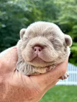 New Shade & Tan , a female French Bulldog for sale in Breezewood, PA – 6 of 6