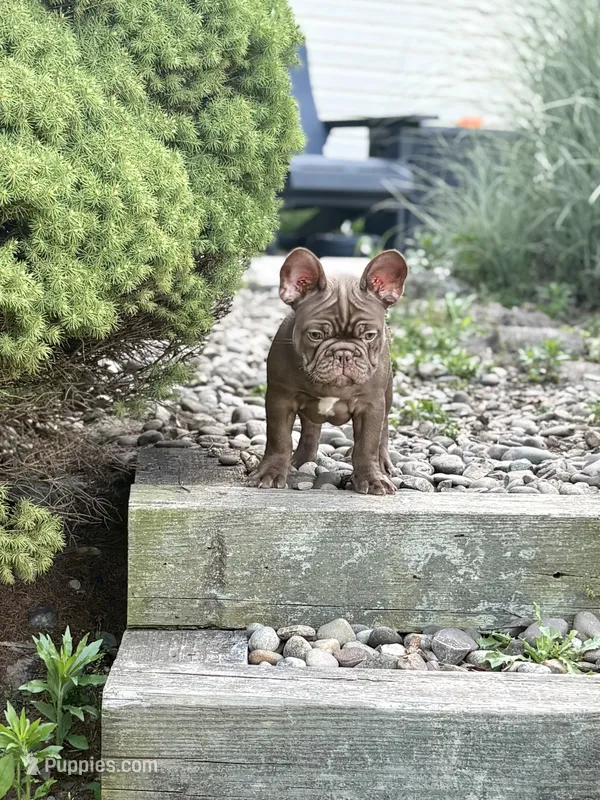 Rojo – French Bulldog puppy for sale in Breezewood, PA