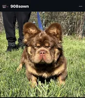 Gia , a  French Bulldog for sale in Breezewood, PA – 2 of 3