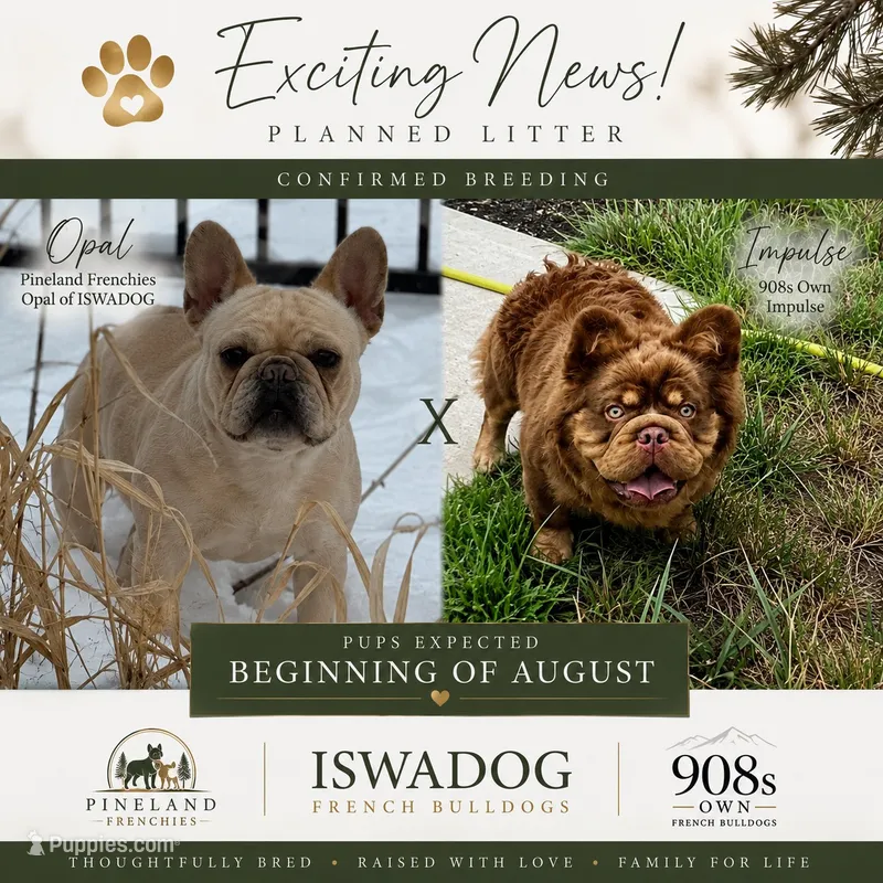 Opal – French Bulldog puppy for sale in Breezewood, PA