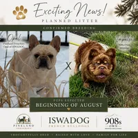 Opal, a  French Bulldog for sale in Breezewood, PA – 1 of 4