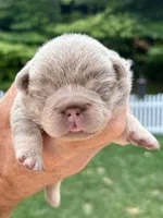 New Shade & Tan , a female French Bulldog for sale in Breezewood, PA – 4 of 6