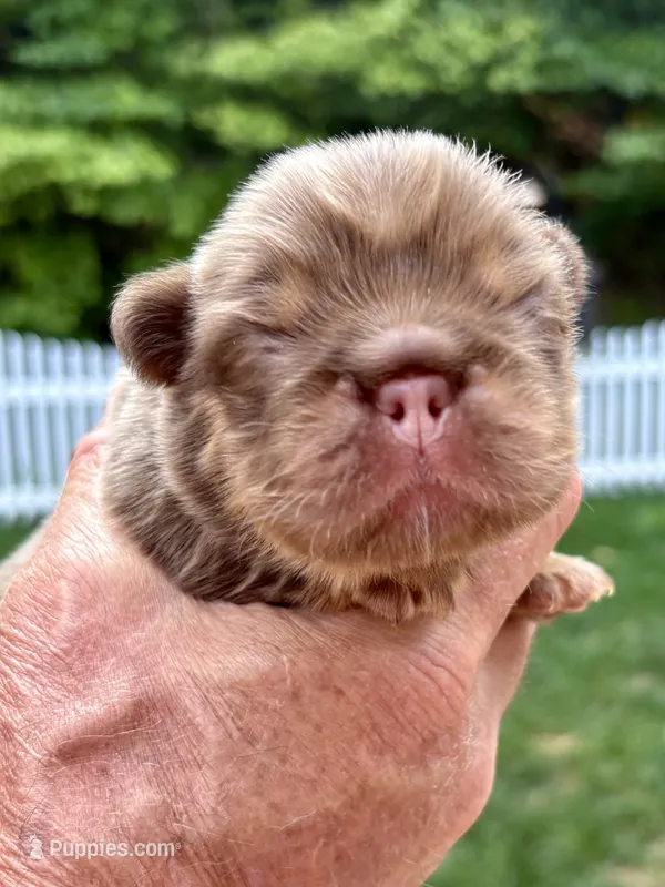 Rojo  & Tan  – French Bulldog puppy for sale in Breezewood, PA