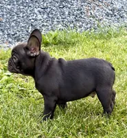 Titan, a male French Bulldog for sale in Breezewood, PA – 2 of 3