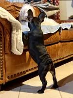 Titan, a male French Bulldog for sale in Breezewood, PA – 5 of 8