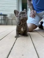 Rojo, a male French Bulldog for sale in Breezewood, PA – 2 of 2
