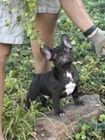 Titan, a male French Bulldog for sale in Breezewood, PA – 2 of 2