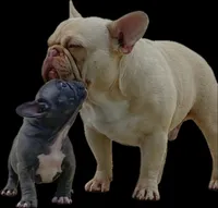 Titan, a male French Bulldog for sale in Breezewood, PA – 7 of 8