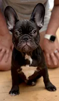 Titan, a male French Bulldog for sale in Breezewood, PA – 2 of 8
