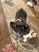 Titan, a male French Bulldog for sale in Breezewood, PA – 8 of 8