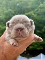 New Shade & Tan , a female French Bulldog for sale in Breezewood, PA – 5 of 6