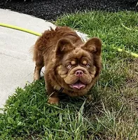 Gia , a  French Bulldog for sale in Breezewood, PA – 3 of 3