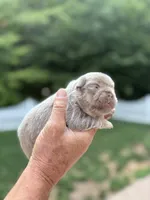 New Shade & Tan , a male French Bulldog for sale in Breezewood, PA – 2 of 4
