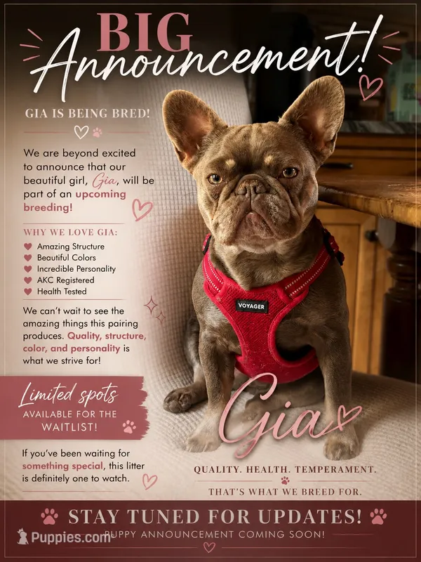 Gia  – French Bulldog puppy for sale in Breezewood, PA