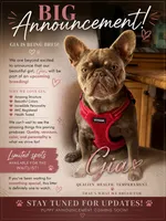 Gia , a  French Bulldog for sale in Breezewood, PA – 1 of 3