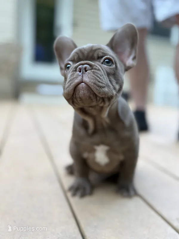Rojo – French Bulldog puppy for sale in Breezewood, PA