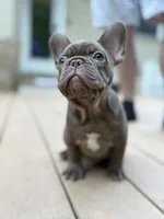 Rojo, a male French Bulldog for sale in Breezewood, PA – 1 of 2