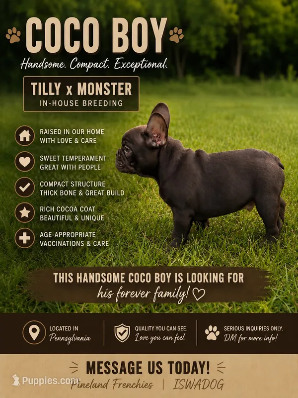 Titan – French Bulldog puppy for sale in Breezewood, PA
