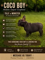 Titan, a male French Bulldog for sale in Breezewood, PA – 1 of 2