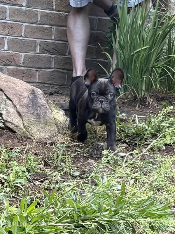 Titan – French Bulldog puppy for sale in Breezewood, PA