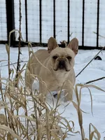 Opal, a  French Bulldog for sale in Breezewood, PA – 3 of 4