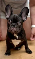 Titan, a male French Bulldog for sale in Breezewood, PA – 3 of 8