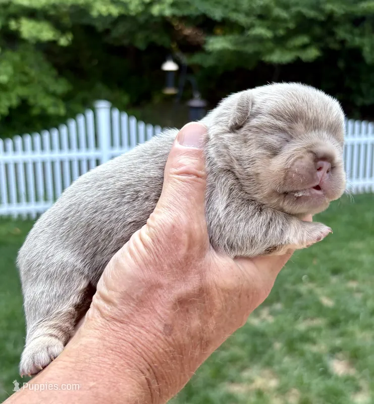 New Shade & Tan  – French Bulldog puppy for sale in Breezewood, PA