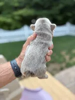 New Shade & Tan , a male French Bulldog for sale in Breezewood, PA – 3 of 4