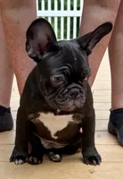 Titan, a male French Bulldog for sale in Breezewood, PA – 1 of 8