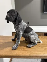 German Shorthaired Pointer Puppy Male 2, a male German Shorthaired Pointer for sale in Bend, OR – 2 of 3
