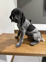 German Shorthaired Pointer Puppy Male 2, a male German Shorthaired Pointer for sale in Bend, OR – 3 of 3