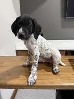 German Shorthaired Pointer Puppy Male 1, a male German Shorthaired Pointer for sale in Bend, OR – 2 of 2