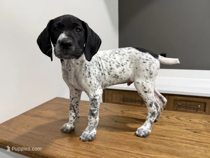 German Shorthaired Pointer Puppy Male 1 – German Shorthaired Pointer puppy for sale in Bend, OR